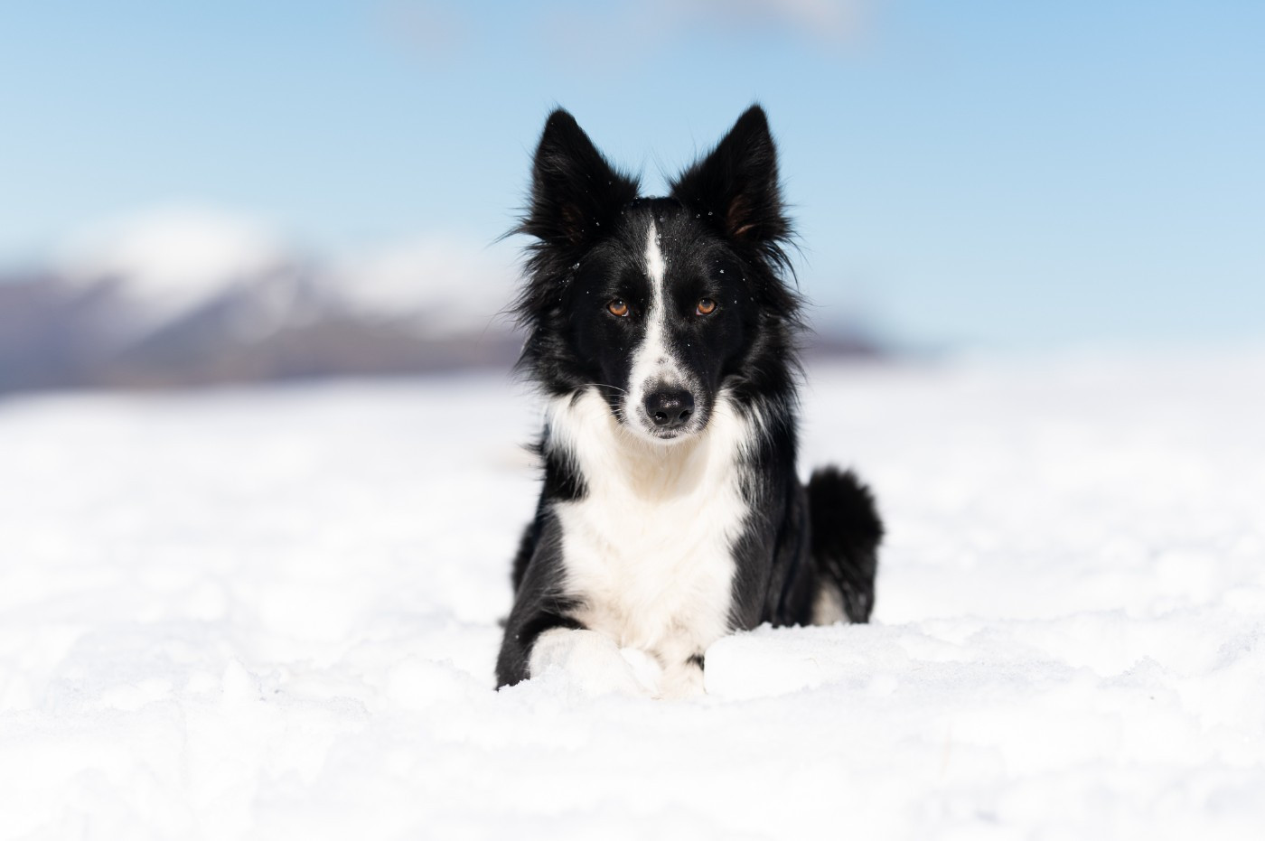 Slowly of Xémiris Titre Initial