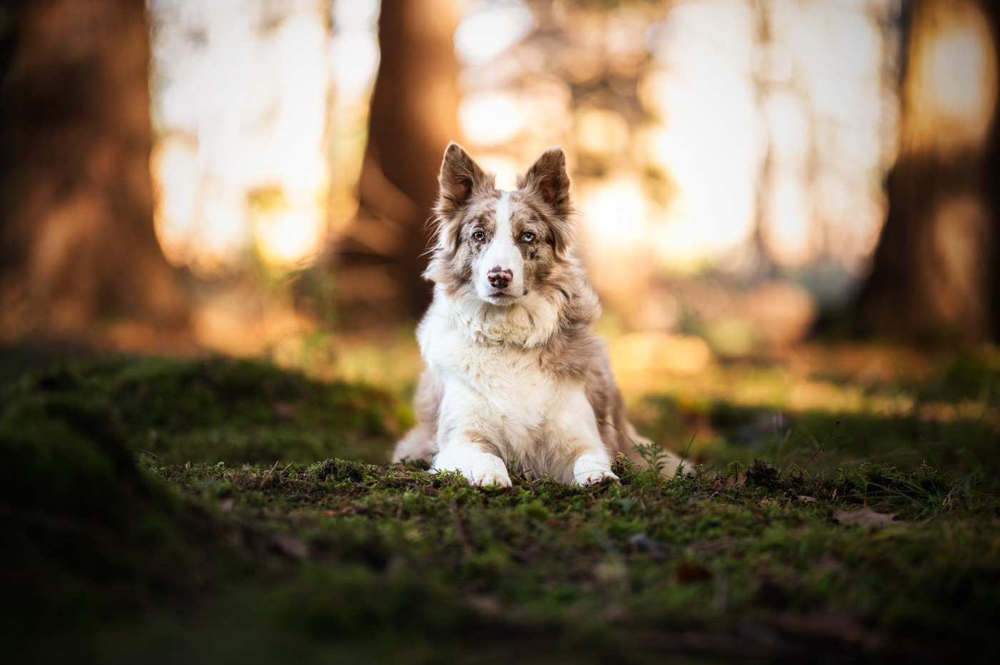 Sidney of Xémiris Titre Initial