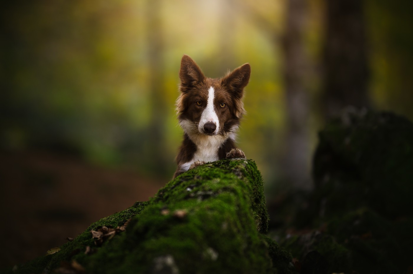 V'taliyah Of Xemiris