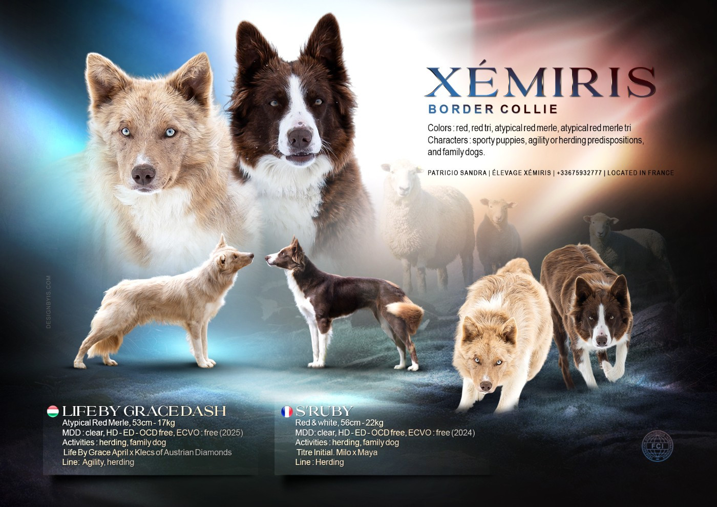 Of Xemiris - Border Collie - Portée née le 27/07/2025