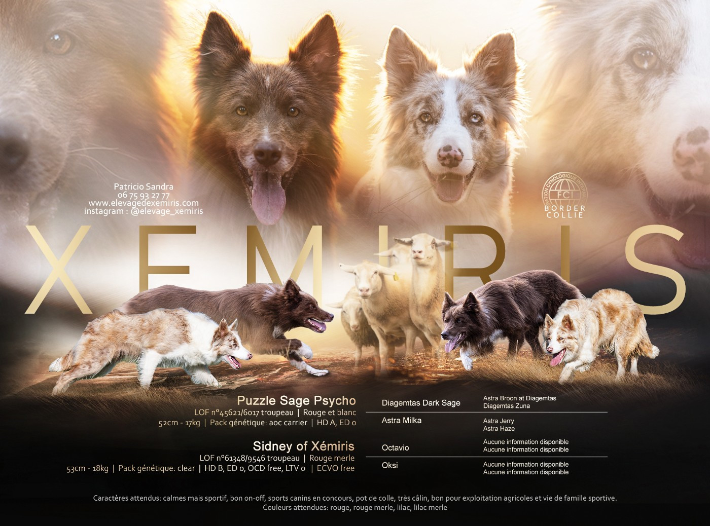 Of Xemiris - Border Collie - Portée née le 18/10/2025