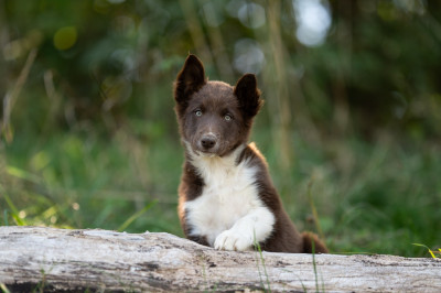 Aurora's Faerytale Of Xemiris