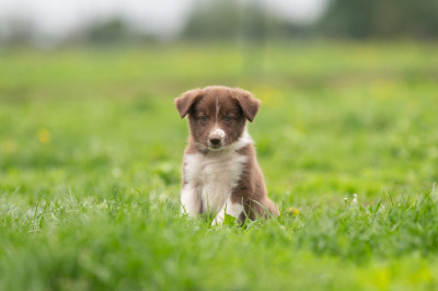 A'holly Rose Of Xemiris