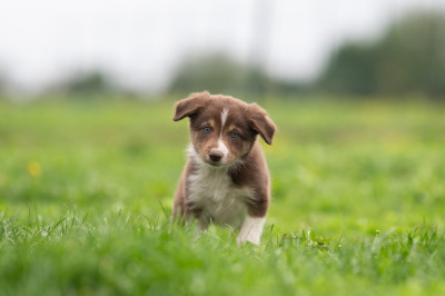 Amiral Elliot Of Xemiris