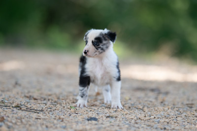 All-Bloom Of Xemiris